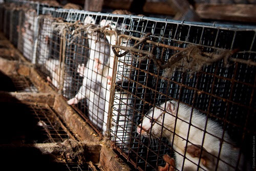 TheAnimalDay.org/Flickr
밍크농장에서 가죽을 얻기 위해 우리에 갇혀 살고 있는 밍크들.