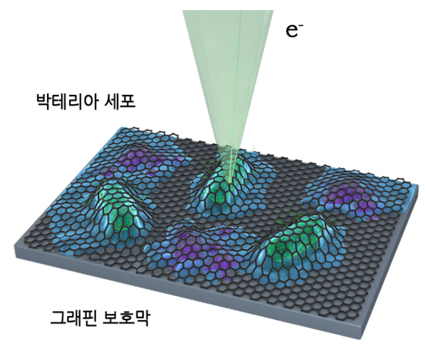 관찰할 세포를 그래핀으로 감싸 전자빔에 맞아도 죽지 않도록 한 모습./KAIST 제공