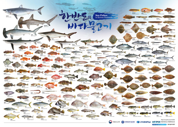 부경대 해양어류자원 기탁등록보존기관이 최근 펴낸 '.한반도의 바다 물고기' 포스터. 이 포스터는 전국 어시장에서 가장 많이 거래되는 우리 연안의 물고기 163종을 싣고 있다. /부경대 제공