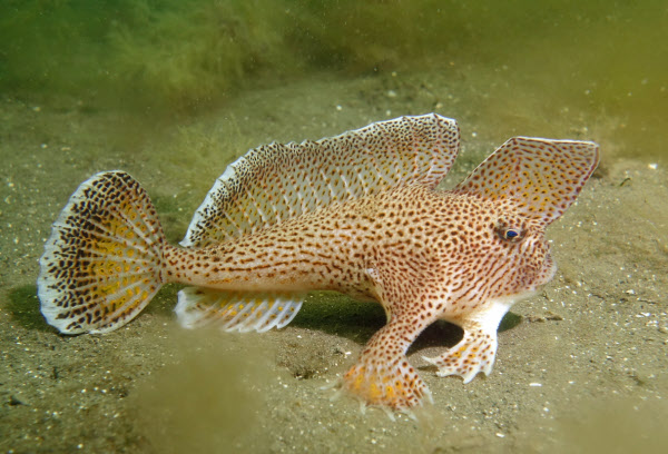 호주에 사는 점팔물고기(spotted handfish). 이번에 멸종된 민팔물고기의 친척뻘이다./Flickr