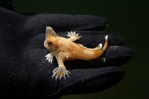 점팔무고기(spotted handfish). 알에서 깨어날 때부터 성체의 모습으로 나와 거의 이동 없이 산다./CSIRO