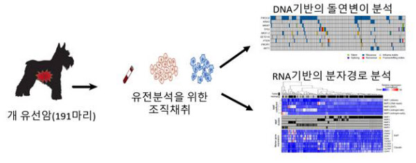 /연구재단