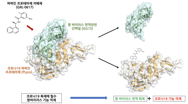 파파인 프로테아제 저해제의 작용 과정. 화합물이 프로테아제에 결합하면 RNA 복제가 차단되며 동시에 면역단백질인 ISG15가 풀려나 면역력이 회복된다./신동혁 박사