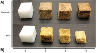 해조류 성분으로 만든 폴리우레탄이 퇴비(위)와 흙(아래)에서 분해되는 과정. 12주부터 분해되기 시작해 16주면 완전히 분해됐다./UC샌디에이고