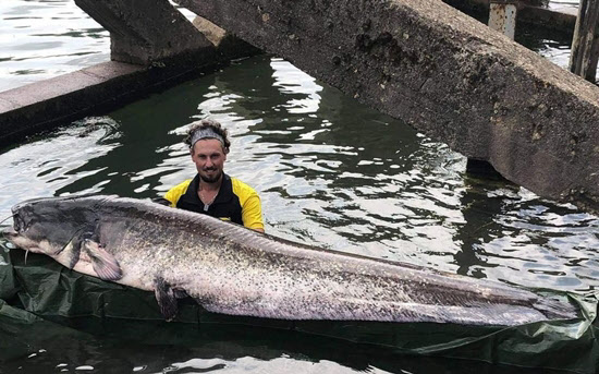 낚시꾼 제오프리 륄로가 센강에서 낚은 대형 메기/르피가로