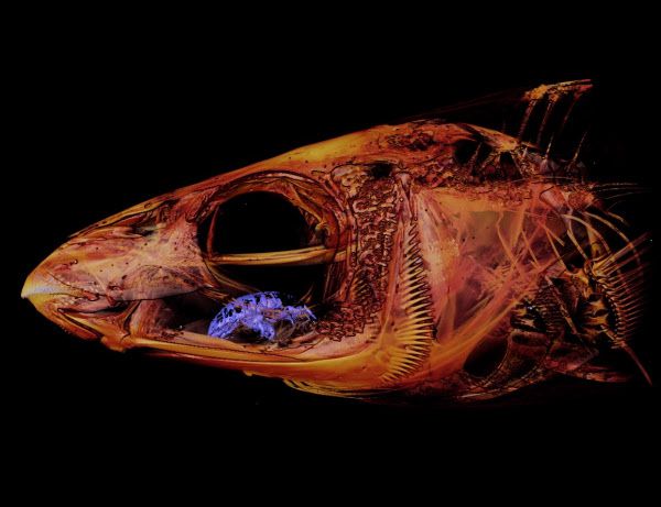 물고기 두개골의 X-ray 이미지에서 입에서 본 기생 동물 인 Shimotoa (보라색).  일생 동안 물고기의 혀에 묻은 피를 빨고 산다 ./ 미 라이스 대학교