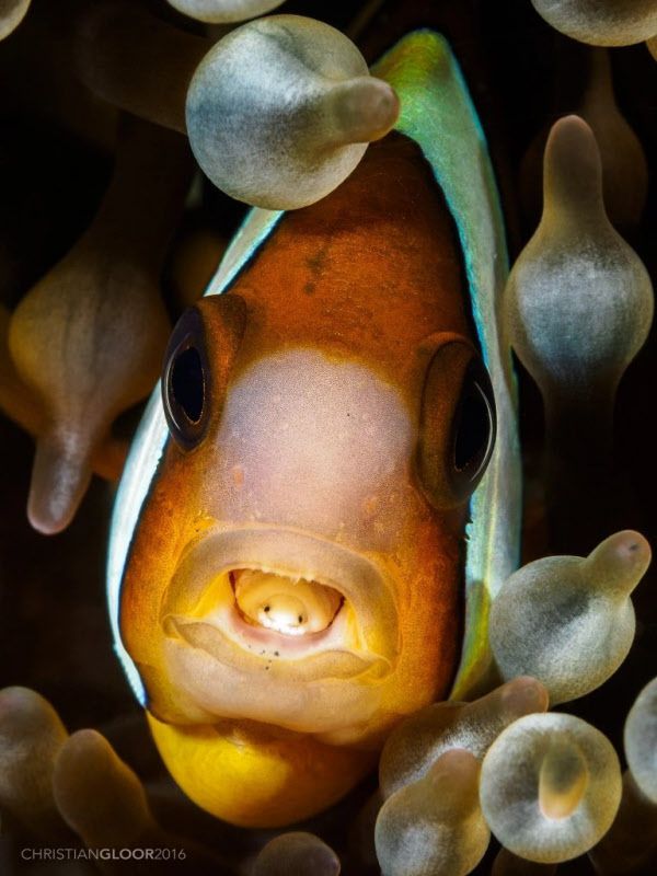 산호초에 서식하는 물고기의 입에서 보이는 기생 동물, 시모 토아.  그것은 혀에 달라 붙어 피를 빨지 만 혀가 떨어지면 혀처럼 작용하여 살도록 압박합니다.