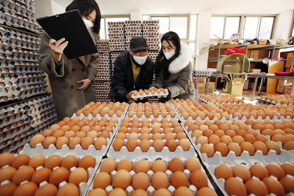 계란 가격 상승 후 관세 면제 … 조류 독감으로 산란계 800 만 명 사망