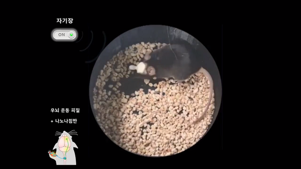 한국 연구자들이 자기력으로 마우스 뇌를 원격 제어