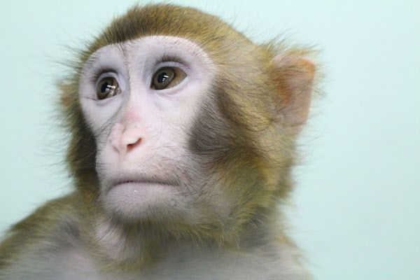 코로나 백신 개발을 위해 원숭이 몸값이 급증하는 이유